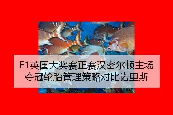 ying-guo-da-jiang-sai-zheng-sai-han-mi-er-dun-zhu-chang-duo-guan-lun-tai-guan-li-ce-lve-dui-bi-nuo-li-si-2-171.jpg